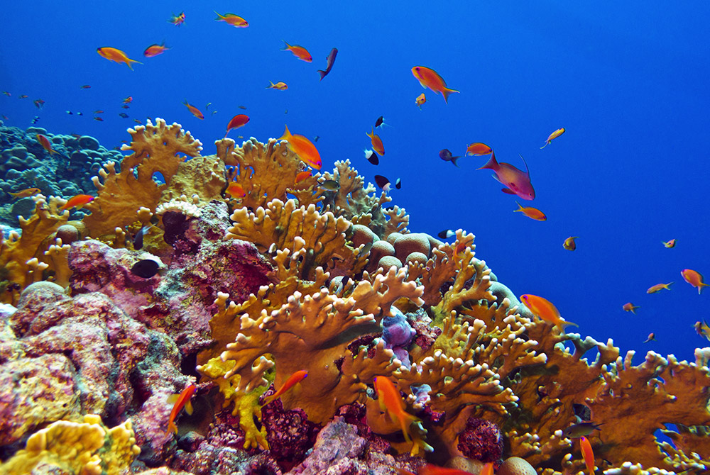 Caribbean Islands Launch Region's First Coral Reef Report Cards ...